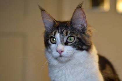 Zuzanna- Maine Coon Mädel mit Papieren 14 Monate kastriert