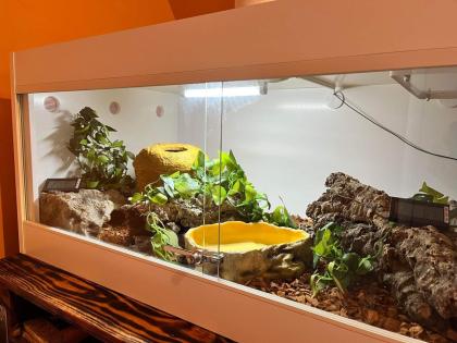 Königspython inkl. Kunsstoffterrarium