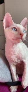 Reinrassige Deckkater