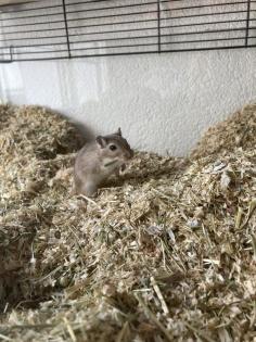 2 männliche Rennmäuse