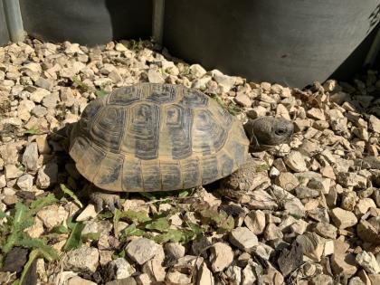 Griechische Landschildkröte / Testudo hermanni hercegovinensis / 180 Euro / Mülheim-Kärlich
