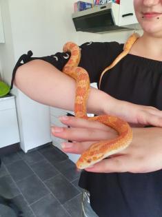Verkaufe meine männliche Kornnatter ca. 4 Jahre alt auch gerne mit Trrarium.
