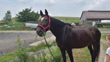 Beistellpferd -brave WB-Stute Dt. Sportpferd