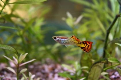 Wunderschöner Guppy Nachwuchs abzugeben