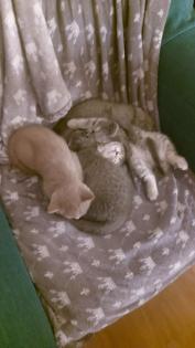 BKH Kitten aus Nürnberg