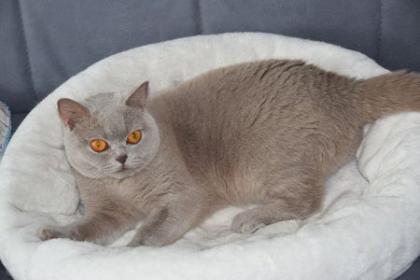 Jil ein BKH Mädchen in der wunderschönen Farbe lilac sucht neuen Wirkungskreis
