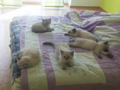 Neva Masquarade Kitten