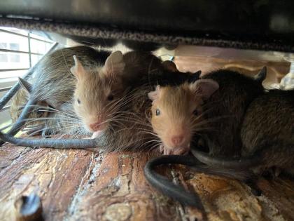 Verschenke bis zu 14 DEGU-Zuckerschnäuzchen Alter ca. 8 Wo. in Gruppen v. min. 3 Tieren männ