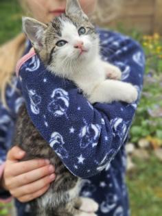 Katzenbabys Babykatzen Kätzchen Kitten Kater