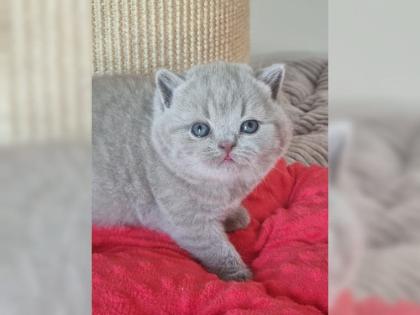 Britisch Kurzhaar BKH Kitten mit Stammbaum