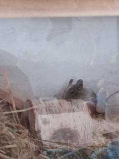 3 gescheckte Degus zu vermitteln