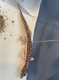 Leopardgecko Gruppe 8 Tiere