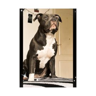 American Bully Hündin.