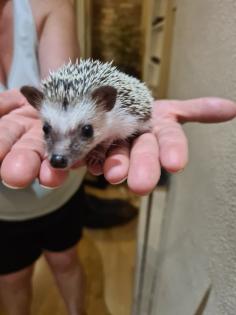 Weißbauchigel babys