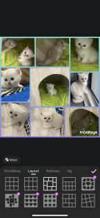 Kitten BKH shadow Silver Blue Point