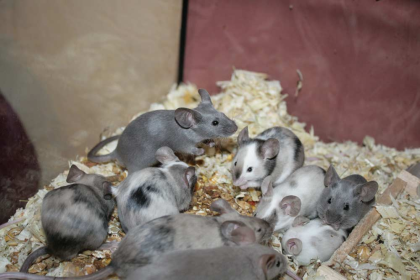 Futtertiere aus meiner Farbmauszucht