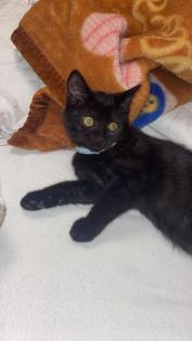 BKH Kitten sucht neues Zuhaue