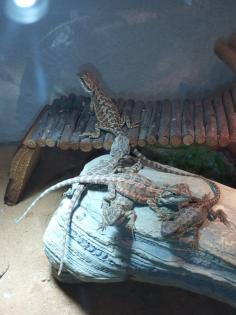 Bartagame Babys brauchen schnell ein neues Zuhause