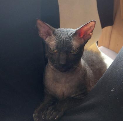 Sphynxkater Nov. 22 geboren
