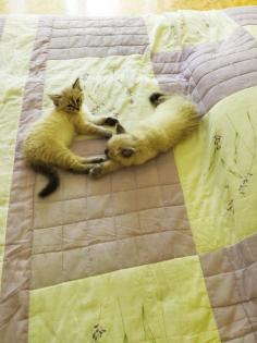 Neva Masquarade Kitten