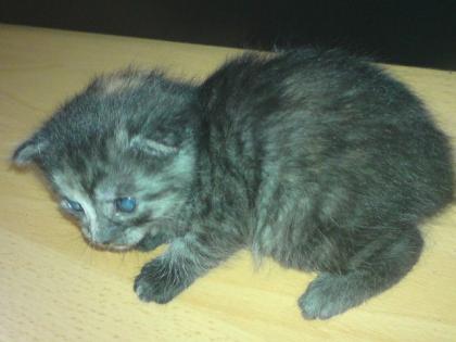 Eine 2 monate junge baby katze zu verkaufen