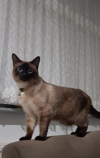 Reinrassige Siam Kitten Balinesisch
