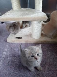 Reinrassige süße Britisch-Kurzhaar Kitten warten auf Dich