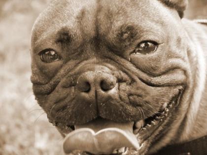 Boxerwelpe