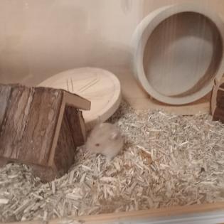 Zwerghamster 5 und 8 Wochen zu verschenken