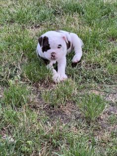 Old englisch Bulldog OEB Welpen zu verkaufen