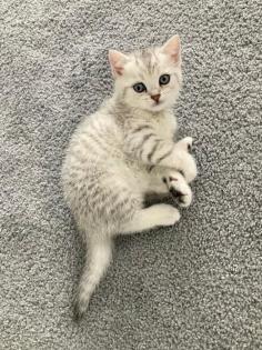 Bkh Kitten British kurhaar Kitten