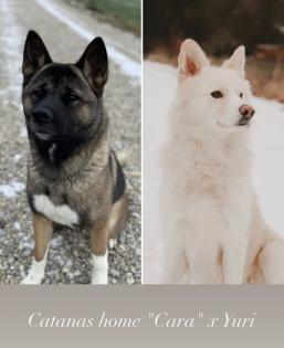 Akita x Akita-Schäferhund Welpen suchen ein neues Zuhause