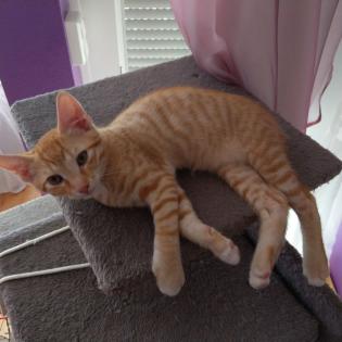 2 Katzenbabys 12 Wochen Weibchen und Junge