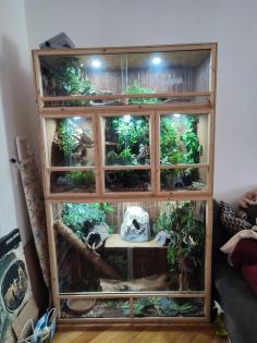5 Schlangen inkl. Terrarien
