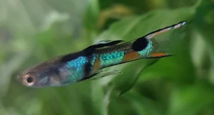 Endler Guppy Gruppe abzugeben nur noch bis 14. 07.
