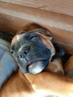 Boxer Welpen in liebevolle Hände abzugeben