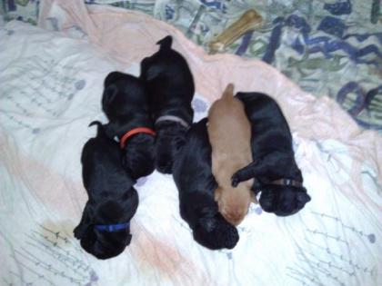 Labradorwelpen 5 schwarze Rüden und ein goldbraunes Weibchen