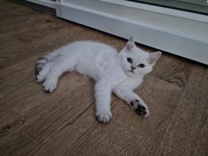 Süße BKH kitten ns 1133 mit Blauen augen