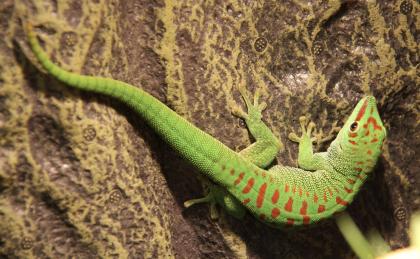 Madagaskar Taggecko mit zwei Terrarien und Zubehör zu verkaufen