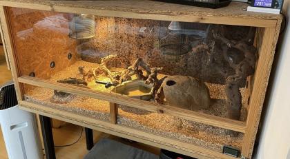Königspython python regius