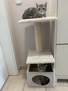 Zwei wunderschöne BKH Kitten Katzen