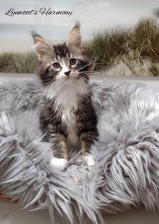 Wunderschöne reinrassige Maine Coon Kitten