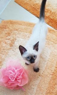Siam /Thai Kitten Seal Chocolate Point Babys Kätzchen
