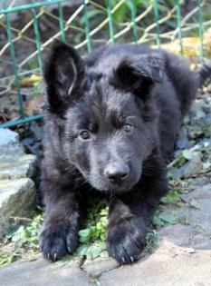 Rüden Welpen Altdeutscher Schäferhund DDR Linien
