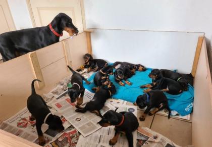 Sehr attraktiver Dobermannwelpe zu verkaufen.