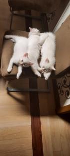 Babys Katzen zu verkaufen