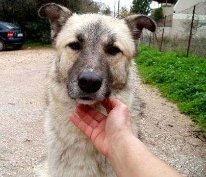 Jason ein Straßenhund der spürt dass ihn niemand liebt .