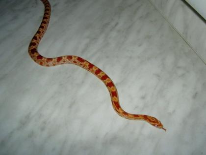 Junge Kornnatter Red-Albino weibchen