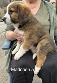 Berner Sennenhund Welpen