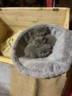 Bkh/ scottish fold Kitten